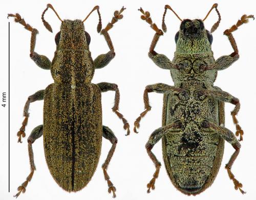 Sitona lineatus