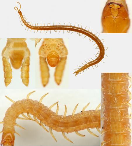 Strigamia carniolensis