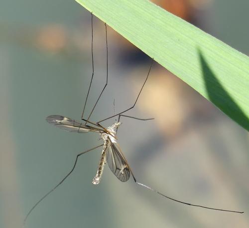 Réf. 180 491 : Tipula sp.