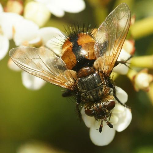 Réf. 180 234 : Tachina magnicornis