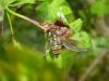 180464 – Photo : Andre Astric – France (68)