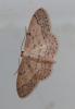 Idaea seriata