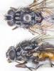 Phaonia subventa