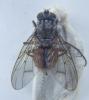 Phaonia subventa