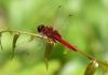 180217 – Photo : Jean-Claude Jamoulle – Singapour