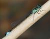 Ischnura elegans