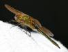 Cordulia aenea