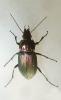 Poecilus cupreus