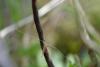 180485 – Photo : Pierre SENGEZ – France (60)