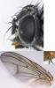 Phaonia subventa
