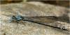 Argia variegata