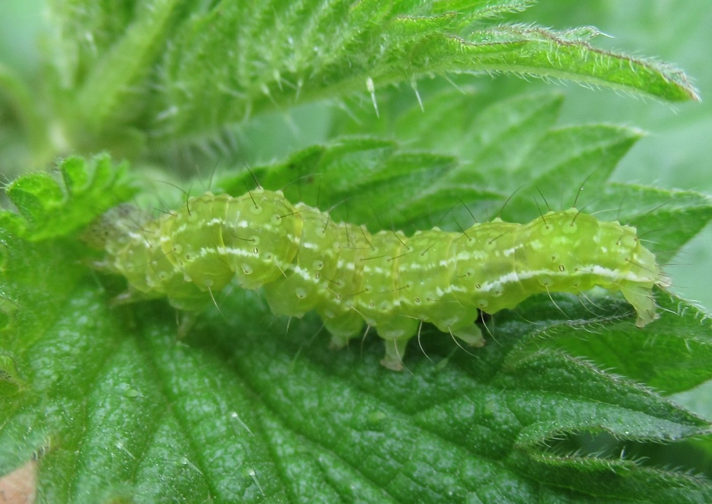 Jérôme Blanc - Hypena proboscidalis - réf. 180159 (1400 x 991 pixels, 202 ko)