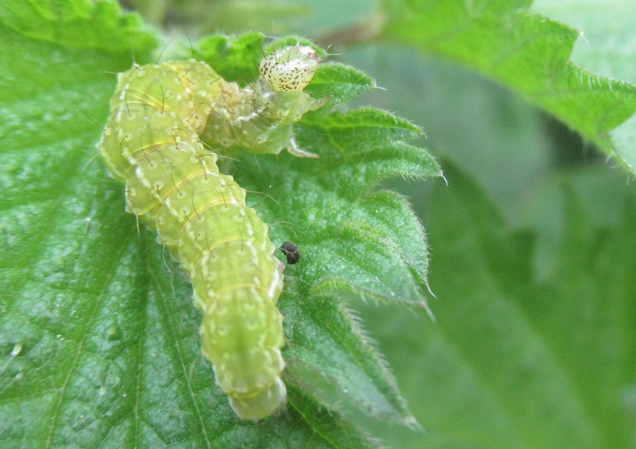 Jérôme Blanc - Hypena proboscidalis - réf. 180158 (1300 x 919 pixels, 194 ko)