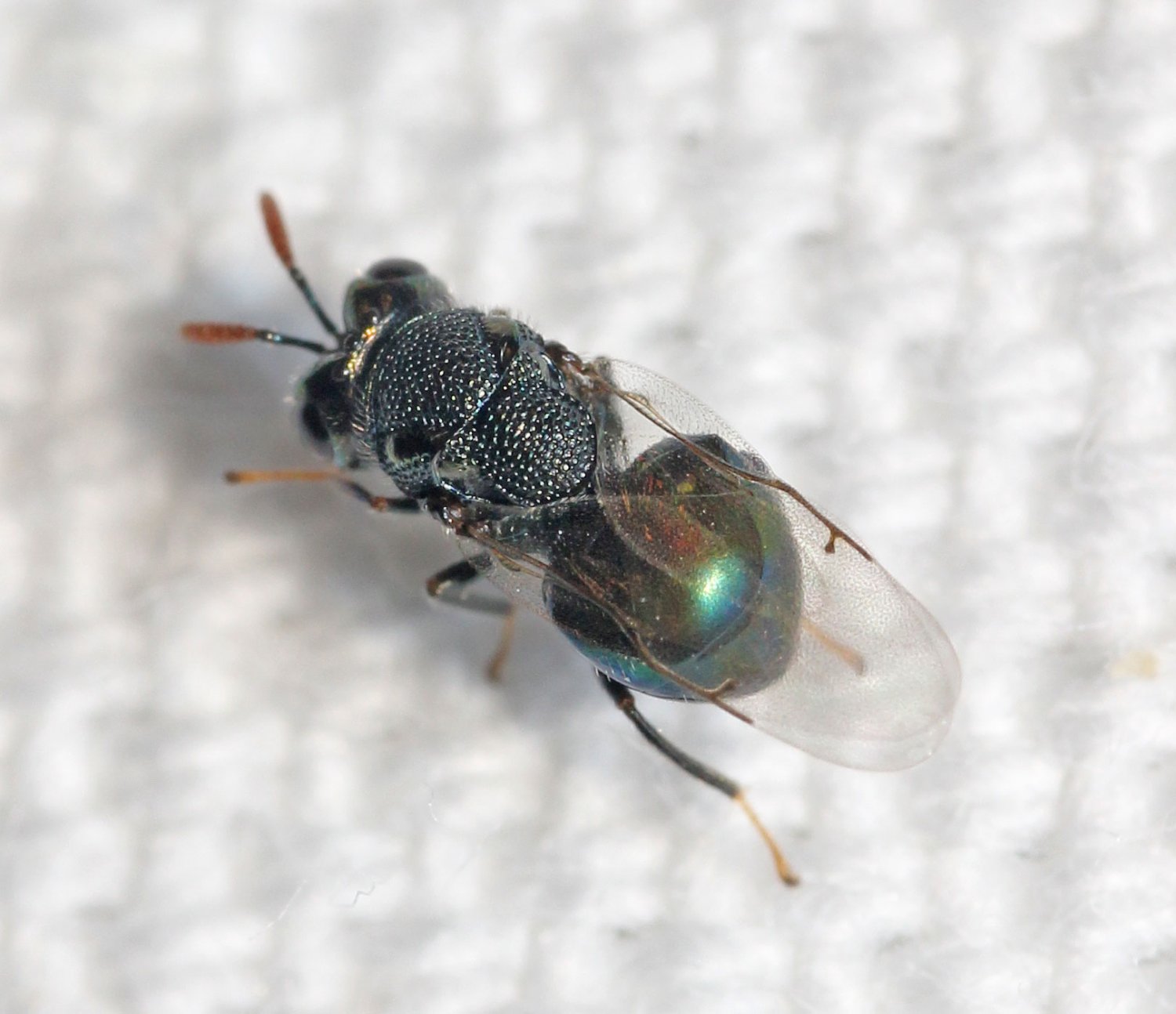 Réf. 180051 — INSECTA > Hymenoptera > Perilampidae > Perilampus