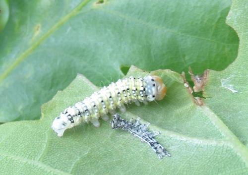 Polyploca ridens