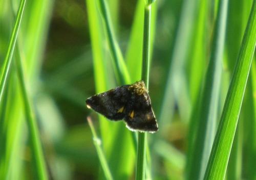 Réf. 181 004 : Panemeria tenebrata