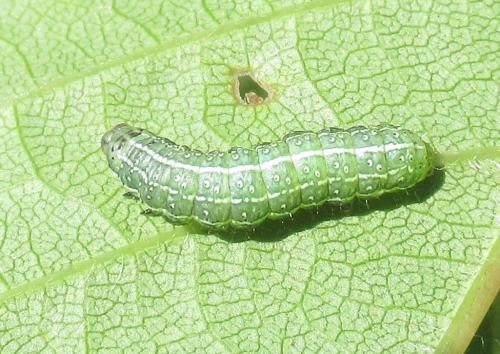 Réf. 181 161 : Cosmia pyralina