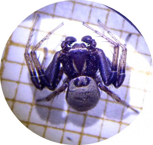 Réf. 181 538 : Xysticus cristatus