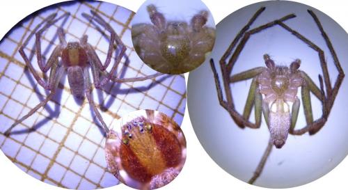 Philodromus sp.