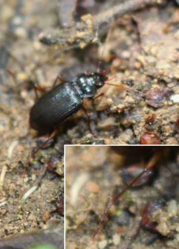 Réf. 181 618 : Nebria brevicollis