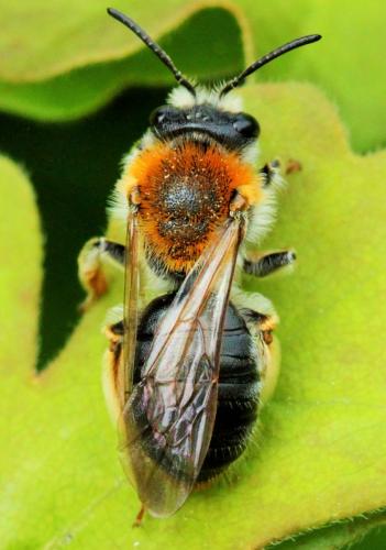 Andrena haemorrhoa