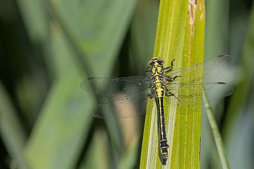 Réf. 181 039 : Gomphus vulgatissimus