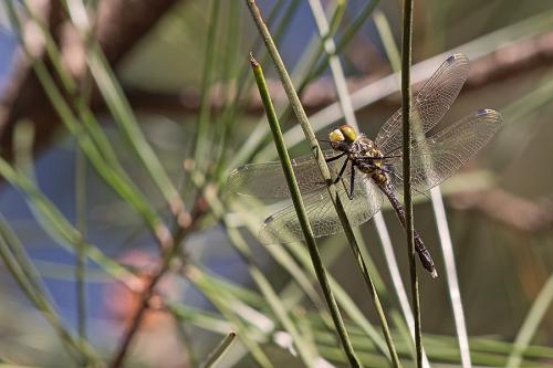 Leucorrhinia albifrons