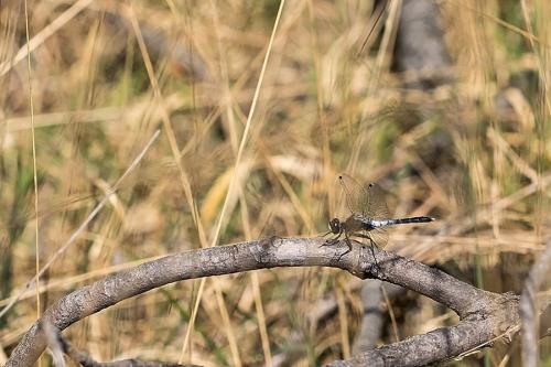 Leucorrhinia albifrons