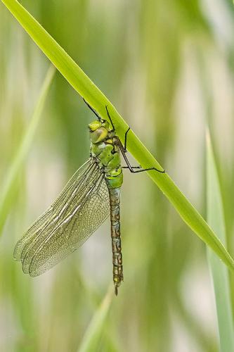 Réf. 181 496 : Anax imperator