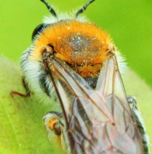 Andrena haemorrhoa