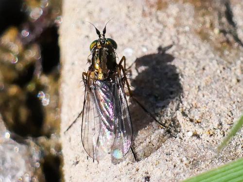 Dolichopus sp.