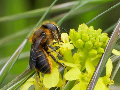 Réf. 181 141 : Osmia niveata