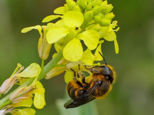 Réf. 181 144 : Osmia niveata