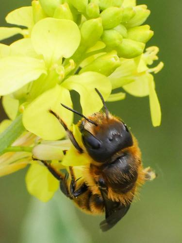 Réf. 181 140 : Osmia niveata