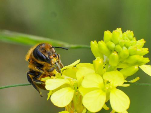 Réf. 181 142 : Osmia niveata
