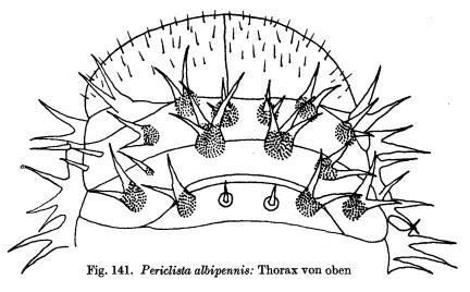 Periclista albipennis