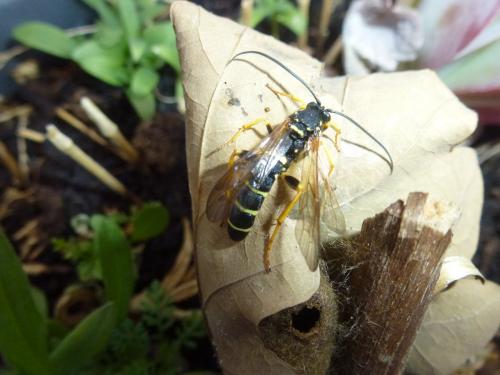 Metopius dentatus
