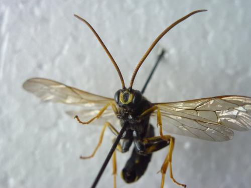 Metopius dentatus