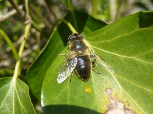 Eristalis tenax