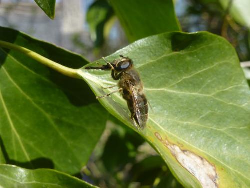 Eristalis tenax