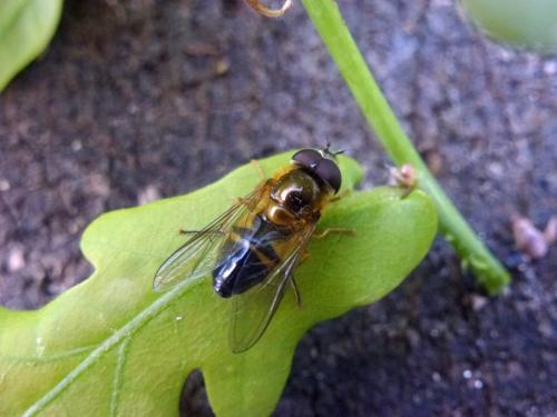 Epistrophe eligans