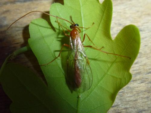 Ophion sp.