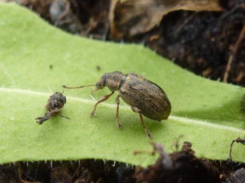 Réf. 181 621 : Phyllobius pyri