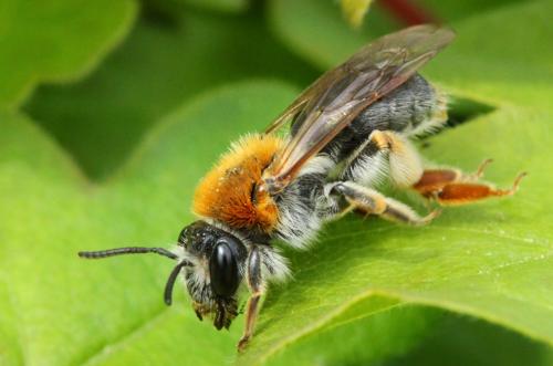 Andrena haemorrhoa