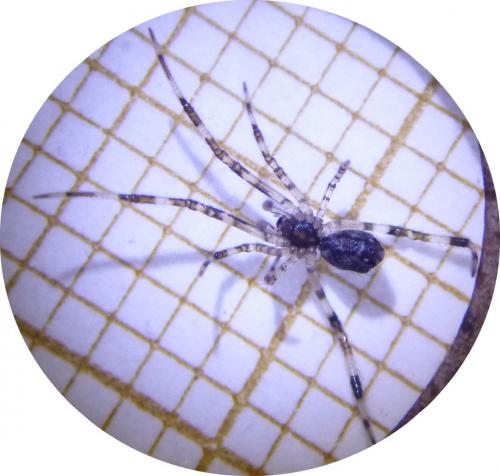 Réf. 181 693 : Episinus maculipes