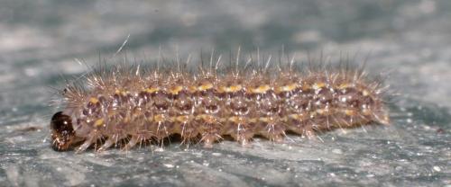 Réf. 181 380 : Eilema sp.