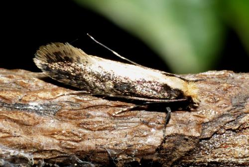 Réf. 181 383 : Monopis crocicapitella