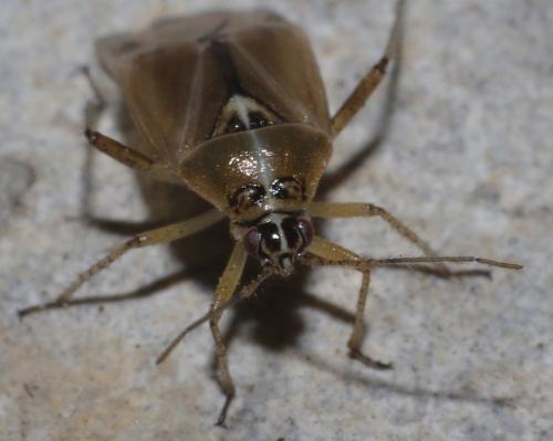 Réf. 181 398 : Harpocera thoracica