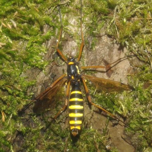 Ctenophora flaveolata
