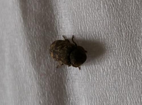 Réf. 181 457 : Xestobium rufovillosum